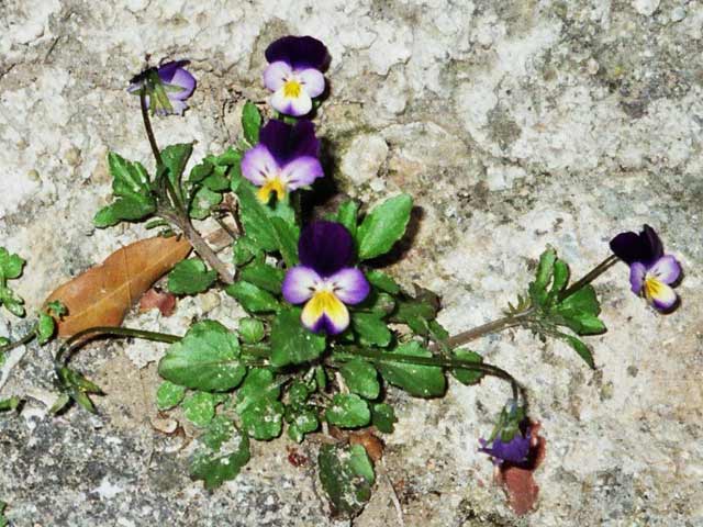  Image name: viola del pensiero4.jpg 
 width: 640 pixel 
 height: 480 pixel 
 Size: 60530 bytes 
 Click to enlarge 